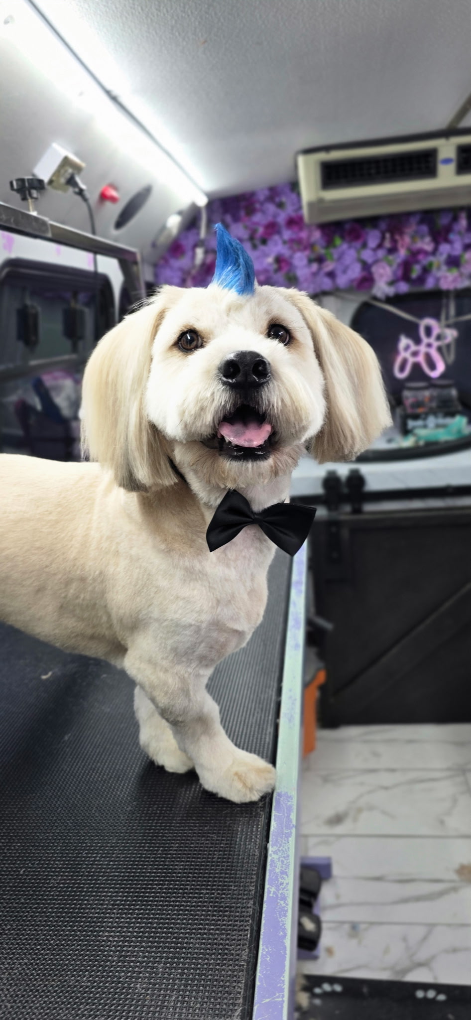 A freshly groomed dog
