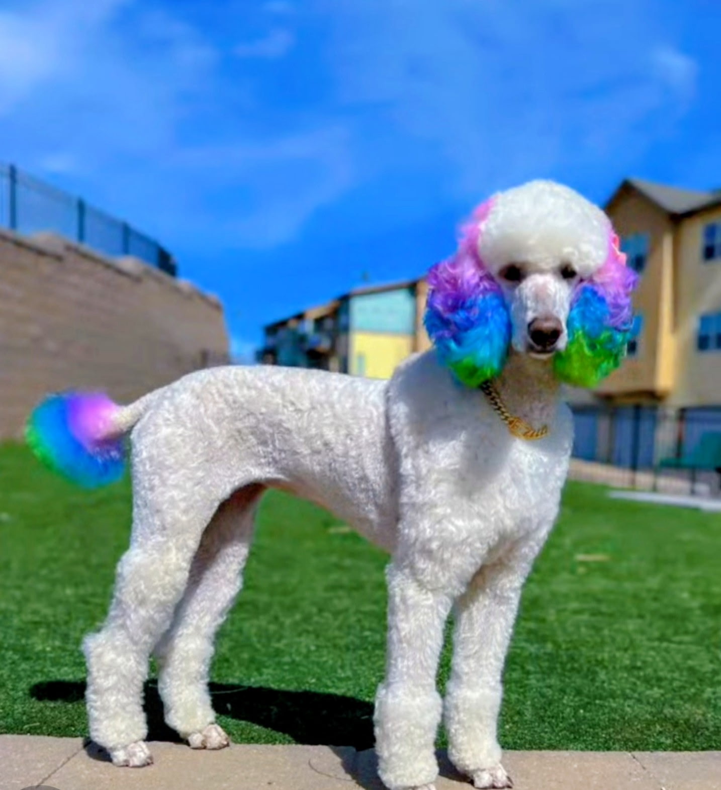 A freshly groomed dog
