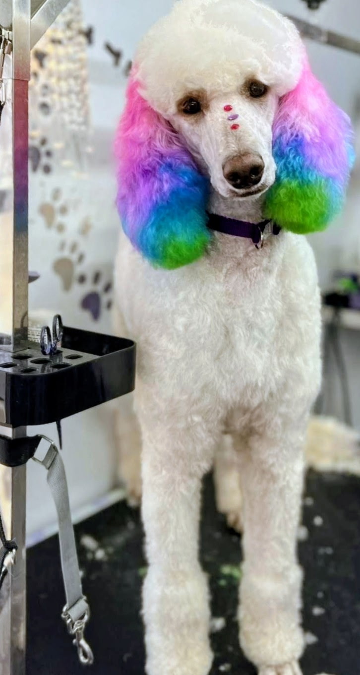 A freshly groomed dog